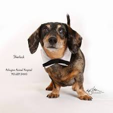 Adopt a pet in san diego. Arlington Animal Hospital Inc And 24 Hour Emergency Center Veterinarian In Riverside Ca Us Rescue Success Stories