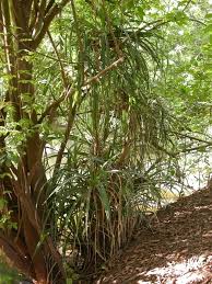 Image result for Pandanus candelabrum