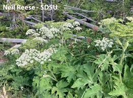 Image result for Apiaceae