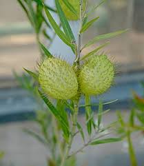 Image result for Gomphocarpus semiamplectens