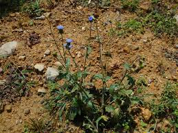 Image result for Crassocephalum rubens