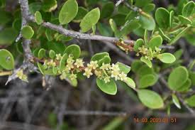 Image result for Maytenus chasei