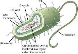 Cell Division Boundless Biology In 2021 Prokaryotic Cell Prokaryotes Somatic Cell