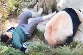 Angry Panda Chases Zookeeper After They're Unexpectedly Trapped Together in  Den
