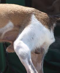 Penis der Hunde – Wikipedia