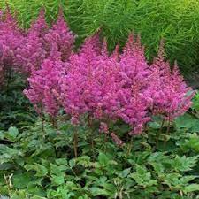 Astilbe Seeds Astilbe Chinensis False Goat S Beard Perennial Plant Shade Lover Shade Loving Perennials Perennial Plants Astilbe