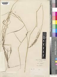 Image result for Panicum nervatum