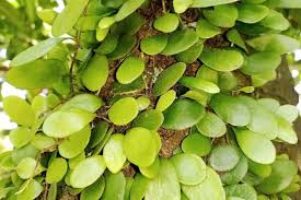 Image result for Pyrrosia