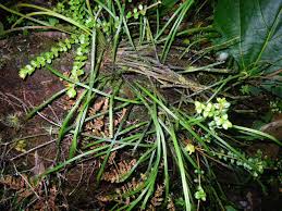 Image result for Vittaria