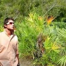 Its ripe fruit is used to make medicine. Buy Saw Palmetto From Ty Ty Nursery