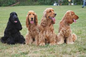 Image result for anglický kokršpaněl