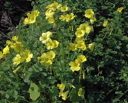 Image result for Oxalis pes-caprae