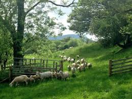 Die Kleine Eremitage Gluckliche Schafe In Einer Glucklichen Natur Gras Ist Ein Kind Der Vegetation Sheep Farm Sheep Animals Beautiful