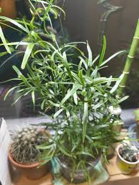 Image result for Asparagus falcatus