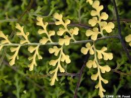 Image result for Pityrogramma argentea