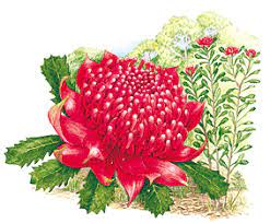 630 lb (285 kg) gold unearthed in 1872 from hill end during the gold rush. Nsw Floral Emblems Australian Plant Information