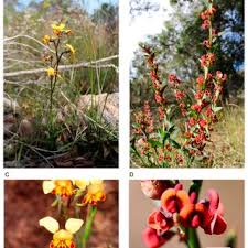 Image result for Liparis killmanniae