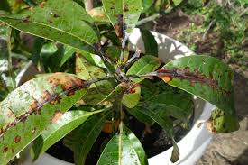 Mango Tree Disease 2221 Mounts Botanical Garden Of Palm Beach County