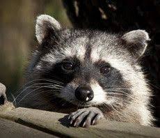 Pay your wil kil pest control bill online with doxo, pay with a credit card, debit card, or direct from your bank account. There Is No Better Feeling Than Coming Home Unfortunately Most Homes Will Fall Victim To A Pest Issue At Some Point In Tim Raccoon Cute Raccoon Raccoon Funny