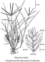 Image result for Eleusine africana