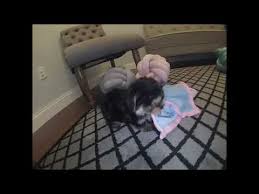 Check spelling or type a new query. Morkie Puppies For Sale In Florida South Florida Sarasota Tampa Orlando Miami Youtube