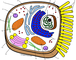 Biology corner plant cell coloring page printable coloring cell. Learn The Animal Cell