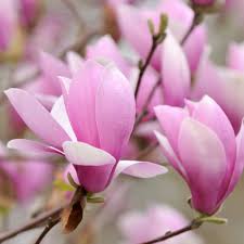Saucer magnolia in full glory (i.redd.it). Jane Magnolia Naturehills Com