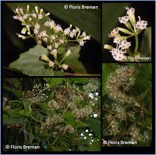 Image result for Mikania