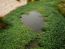 Image result for Hydrocotyle ranunculoides