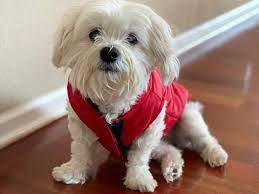 Maybe you would like to learn more about one of these? 20 Of The Most Popular Lhasa Apso Mixes K9 Web
