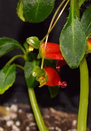 Image result for Impatiens keilii