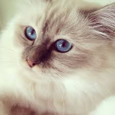 Birman Cat Soho Lilac Tabby Birman Cat Birman Cats For Sale Cat Personalities