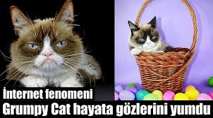 Internet Fenomeni Somurtkan Kedi Hayatini Kaybetti