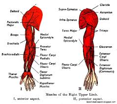 Human Arm Muscle Diagram Of Arm Muscles Upper Arm Muscles Anatomy Human Anatomy