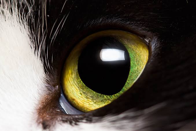 Cat Eyes: Anatomy, Function and Vision - Cat-World