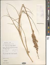 Image result for Halopyrum mucronatum