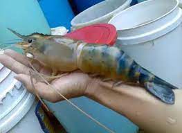 Ini Beliau Peralatan Dan Waktu Memancing Udang Galah Di Sungai