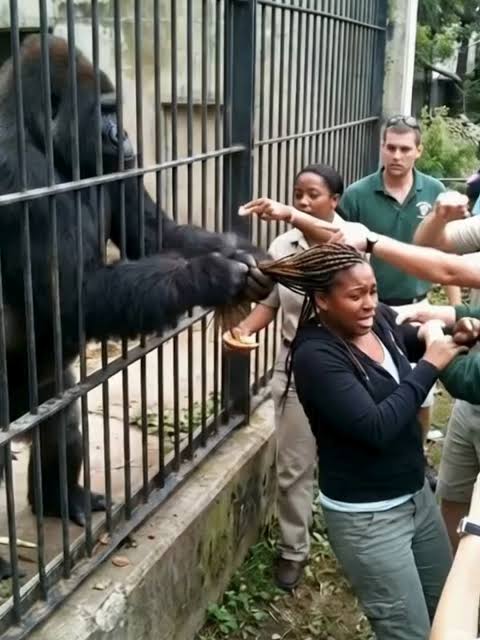 🦍✂️ A tense incident unfolded at a zoo when a female visitor leaned too  close to a gorilla enclosure, allowing the animal to grab hold of her  braided hair through the bars. Zoo staff reacted quickly ...