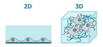 While 2d culture has traditionally been a very stable and successful method of growing simple cells, 3d cell culture is now bringing new capabilities and performance to analysts in the lab. 3d Cell Cultivation Institut Fur Zell Und Gewebekulturtechnologien Department Fur Biotechnologie Dbt Boku