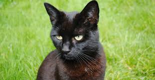 In Pictures: 5 Perfect Answers to Ridiculous Superstitions - The ...