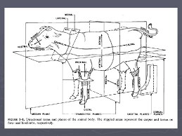 217,392 dog clip art images on gograph. Car Carnivora Meateating Animals Ca Canis Familiaris Dog