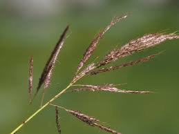 Image result for Bothriochloa