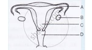 Flowers often contain either one or two carpels. The Diagram Shows Female Reproductive System Name The Parts Labelled A To D A In Which Part Do The Sperms Enter B Which Part Releases The Egg C In Which Part Does