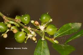 Image result for Rinorea