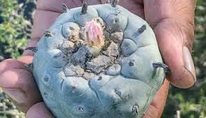 50 Years Ago: NAC seeks nonprofit status in federal court