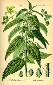 Flora Von Deutschland österreich Und Der Schweiz 1885 Pdf Urtica Dioica Wikiwand