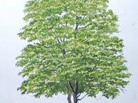 Diskussionen, tipps und infos zu reisen, sprachen, menschen, visa, kultur oder für nette bekanntschaften in der ukraine 58 Baum Malen Ideen In 2021 Baum Malen Malerei Wasserfarben Kunst