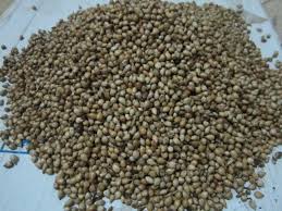 Image result for Coix