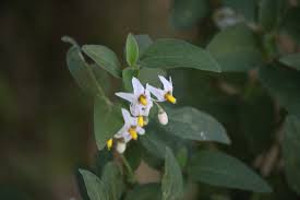 Image result for Solanum chenopodioides