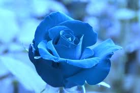 Are you looking for blue rose background images? Aesthetic Wallpaper Rose Blue Novocom Top